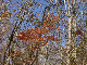 11020020_thumb.png