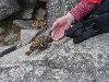 10240051_thumb.png